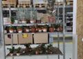 Por qué se mueren las plantas del supermercado