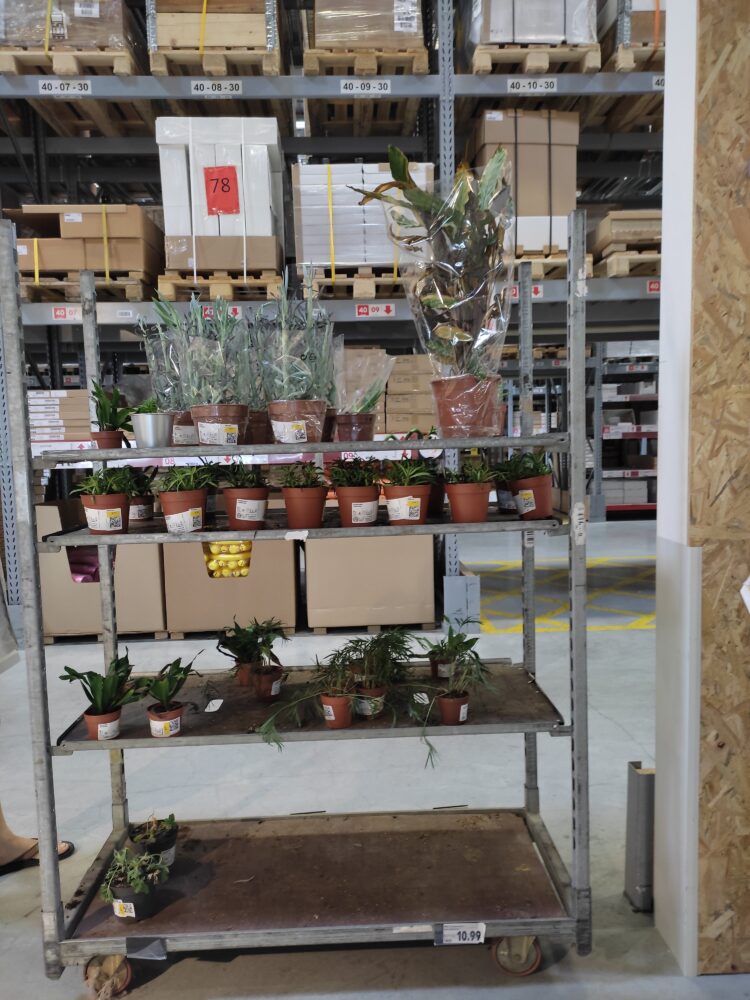 Por qué se mueren las plantas del supermercado