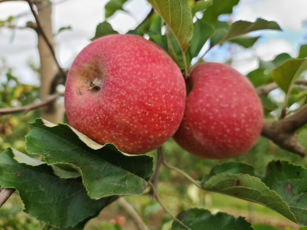 Manzana Pink Lady®,una manzana única – Cocimaniacos