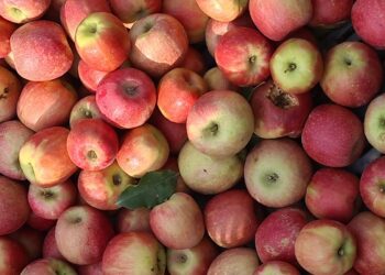 Manzana Pink Lady®,una manzana única