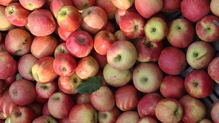 Manzana Pink Lady®,una manzana única