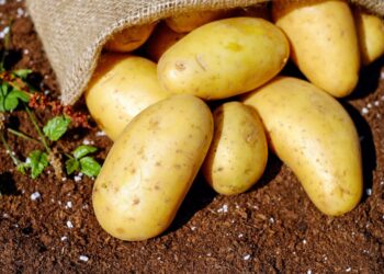 Como debes guardar las patatas para que no se estropeen nunca